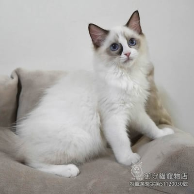 400海雙色布偶貓妹妹 ​生日2025/7/202