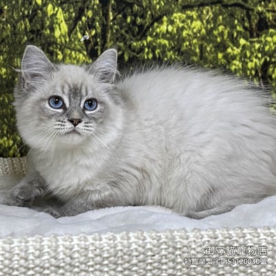 441藍山貓紋重點色布偶貓弟弟 ​生日2025/11/253