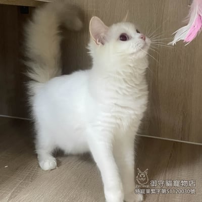 412稀有火焰色布偶貓妹妹 ​生日2025/8/64