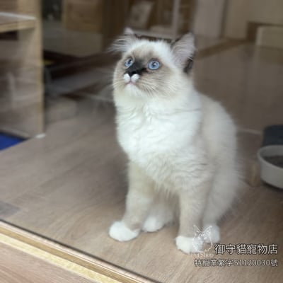 492海豹重點手套色布偶貓妹妹 ​生日2026/3/303