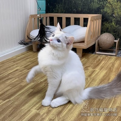 357藍雙布偶貓妹妹 ​生日2025/6/74