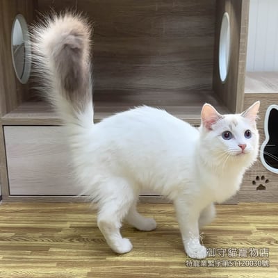 357藍雙布偶貓妹妹 ​生日2025/6/72