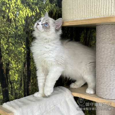 417藍山貓紋布偶貓弟弟 ​生日2025/8/133