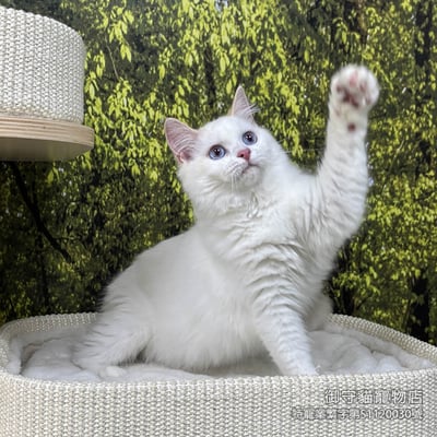 412稀有火焰色布偶貓妹妹 ​生日2025/8/64