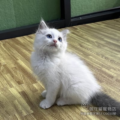 447藍雙布偶貓弟弟 ​生日2025/12/303