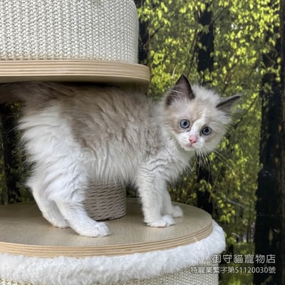 443海雙滿背布偶貓弟弟 ​生日2025/12/261