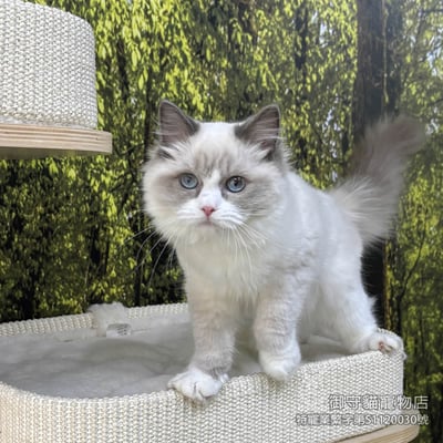 429藍雙布偶貓妹妹 ​生日2025/9/293