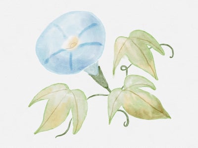 iPad畫畫課：春天的水彩花園8