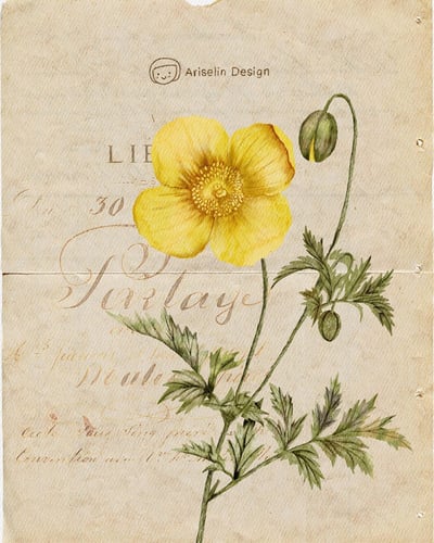 iPad畫畫課：古典花卉水彩in Procreate｜Ariselin Design 線上課程｜3