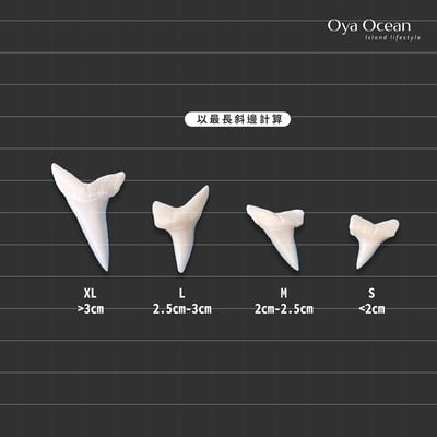Oya Ocean 鯊魚牙項鍊:王者象徵4