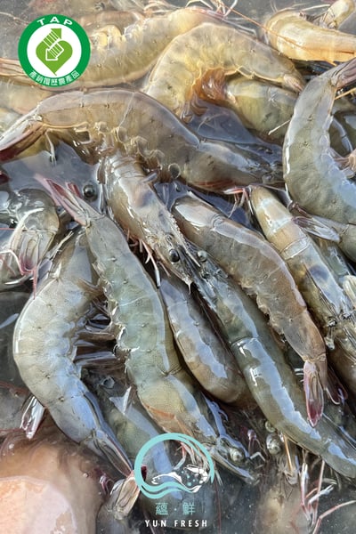 台灣產銷履歷活凍白蝦2