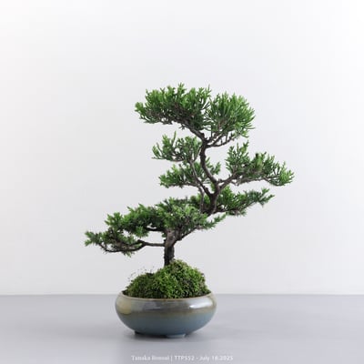 台灣真柏｜TTP5525