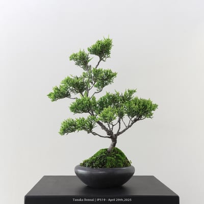 系魚川真柏｜IP5191