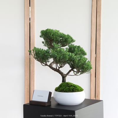 台灣真柏｜TTP7236