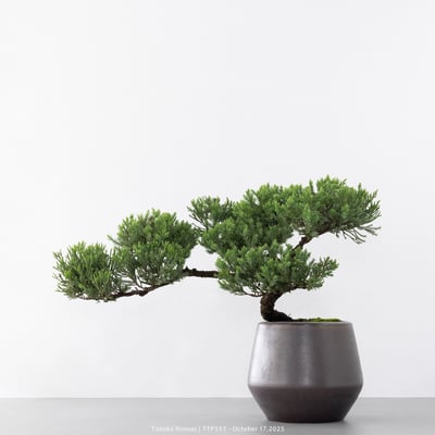 台灣真柏｜TTP5534