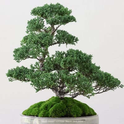 紀州真柏｜TPA5282