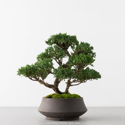 紀州真柏｜TPA5637