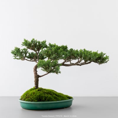 臺灣真柏｜TTP5793