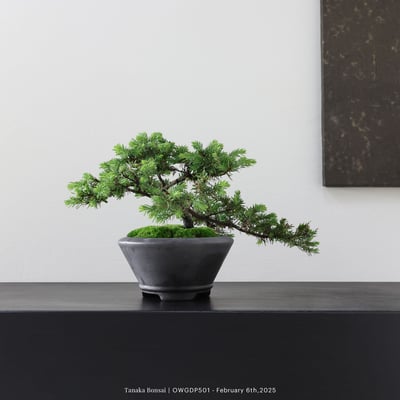 【官網限定】黃金杜松｜OWGDP5014