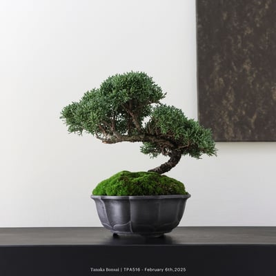 紀州真柏｜TPA5166