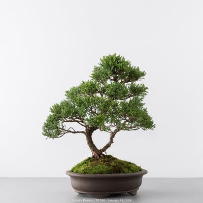 紀州真柏｜TP7864