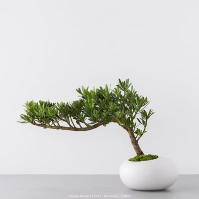 滿天星羅漢松｜FP5273