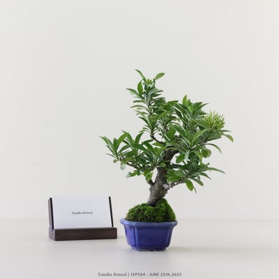 矮仙丹 [白花] | IXP5044