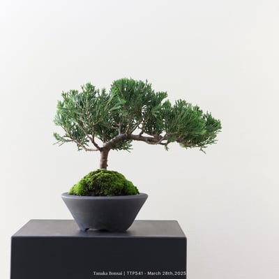 台灣真柏｜TTP5417