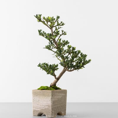 綠鑽羅漢松｜GPP5143