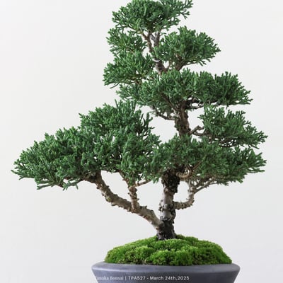 紀州真柏｜TPA5272