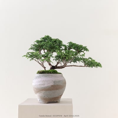 姬檜木｜SCOP5191