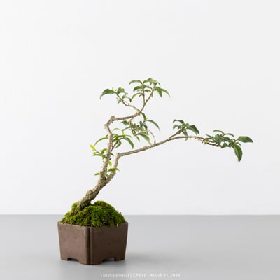 李氏櫻桃｜CP5104