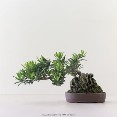 晶鑽羅漢松｜FP5224