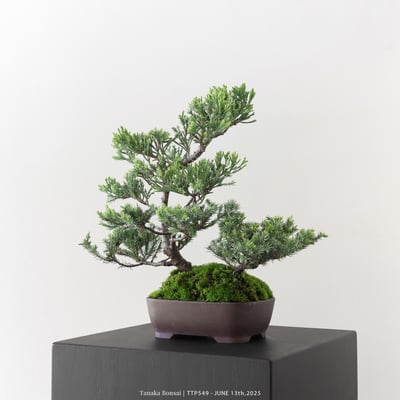 台灣真柏｜TTP5493