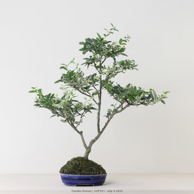 銀姬小蠟｜SVP5011