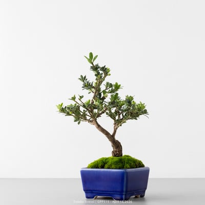 綠鑽羅漢松｜GPP5156