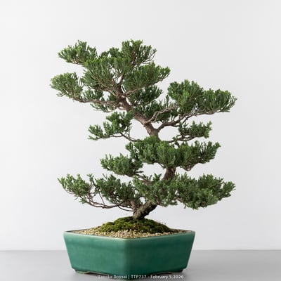 臺灣真柏｜TTP7373