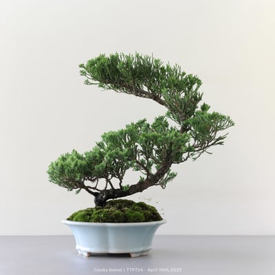 台灣真柏｜TTP7245