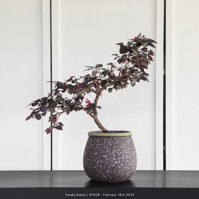 紅花繼木｜HP5081