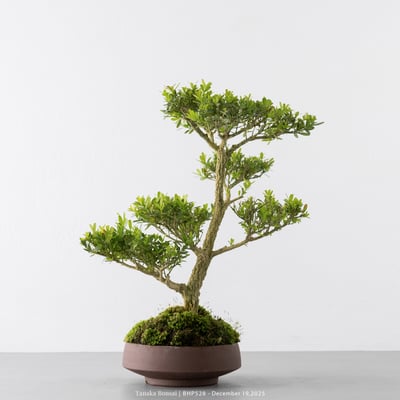 雀舌黃楊｜BHP5288