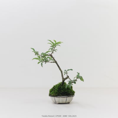 李氏櫻桃｜CP5093