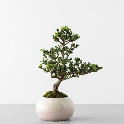 綠鑽羅漢松｜GPP5164