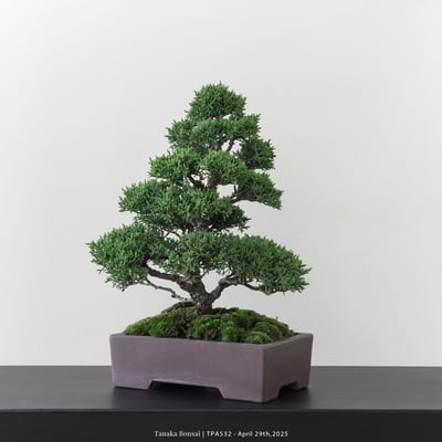 紀州真柏｜TPA5324