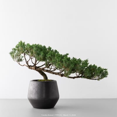 臺灣真柏｜TTP5787