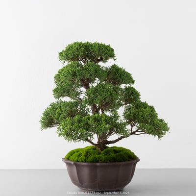 紀州真柏｜TPB5022
