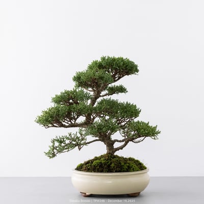 紀州真柏｜TPA5461