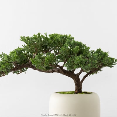 臺灣真柏｜TTP5858