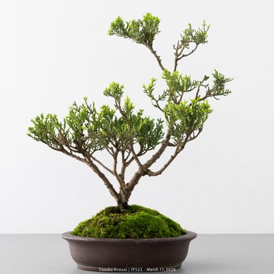 系魚川真柏｜IP5238