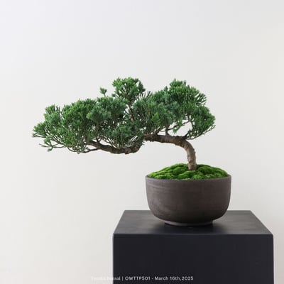 【官網限定】台灣真柏｜OWTTP5013