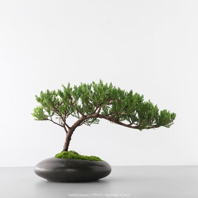 台灣真柏｜TTP5737